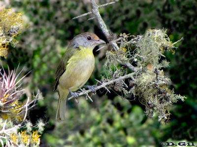 JUAN CHIVIRO (Cychlarhis gujanensis)  - Monte en Laguna Negra- ROCHA (Abril 2011)